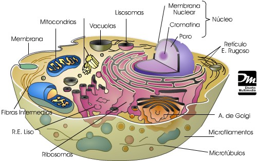 celula-eucariota-animal