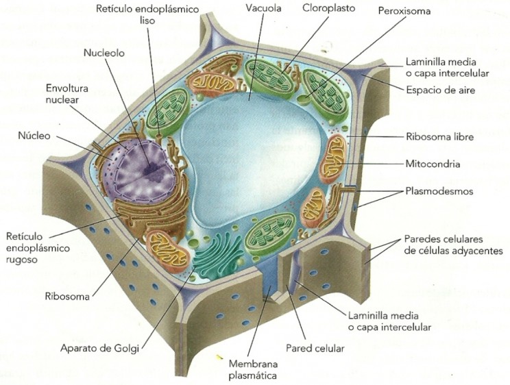 celula-eucariota-vegetal