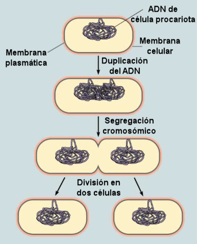 divisioncelular